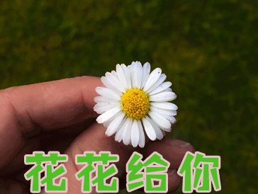 花花花花给你送花gif动图_动态图_表情包下载_soogif