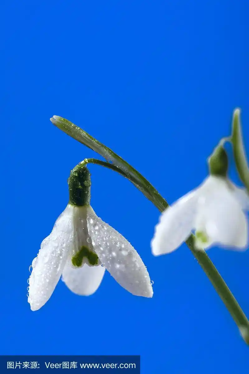 雪莲花在深蓝色的背景