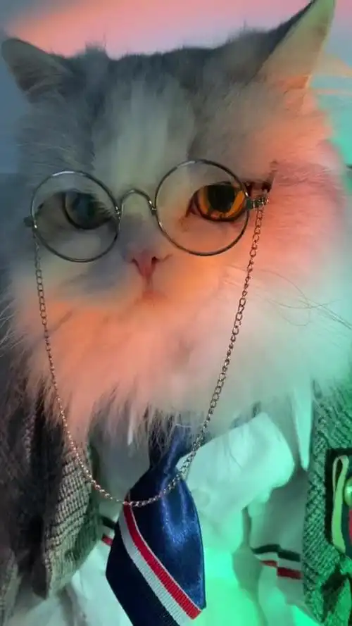 有的小猫普普通通一戴眼镜就帅炸了