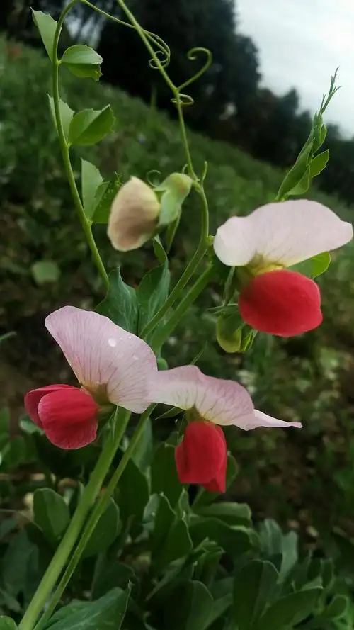 豌豆花的娇艳身姿 - 美篇