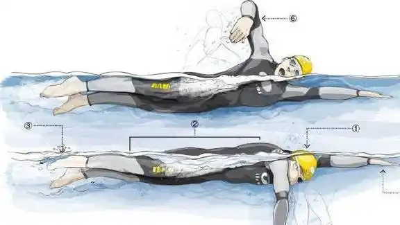 初学自由泳划水动作要注意保持层次感,动作细节很重要_手臂_手掌_小臂