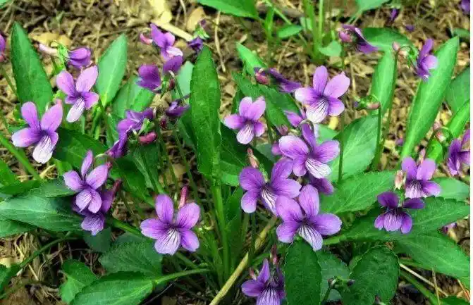 每日中药——紫花地丁_堇菜_草本植物_习用