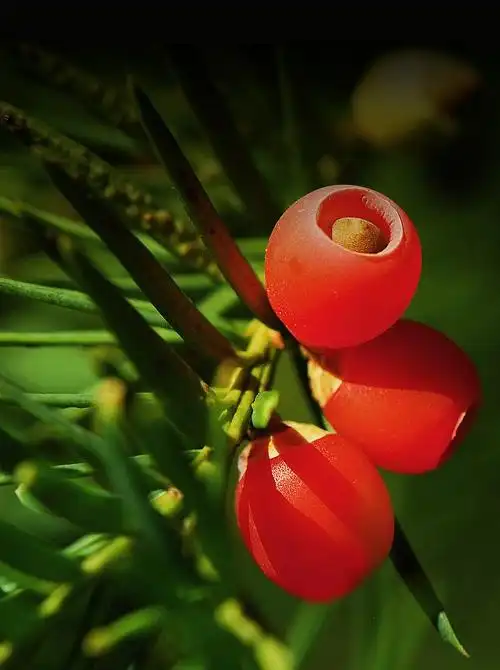 向红豆杉"取经"如何高效合成抗癌明星药