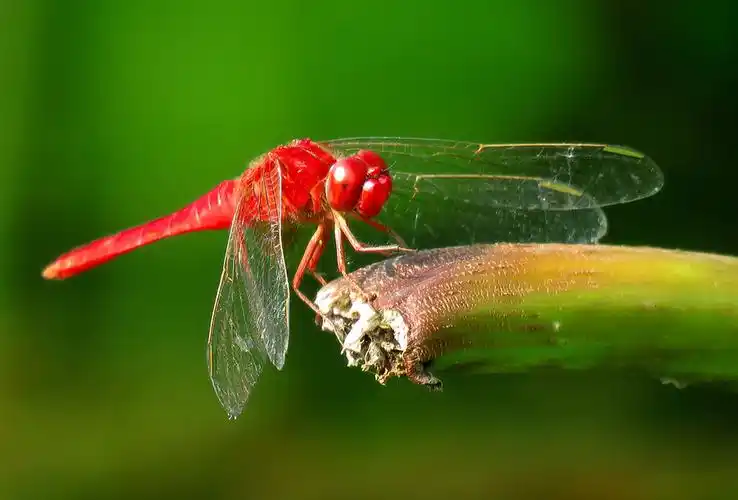 【夏日的蜻蜓摄影图片】生态摄影_太平洋电脑网摄影部落