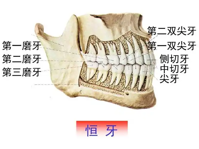 口腔专业教学ppt 第二双尖牙 第一磨牙 第二磨牙 第三磨牙 第一双尖牙
