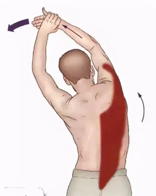 拉伸胸锁乳突肌拉伸头直肌拉伸斜方肌上部纤维拉伸肱桡肌拉伸桡侧腕长