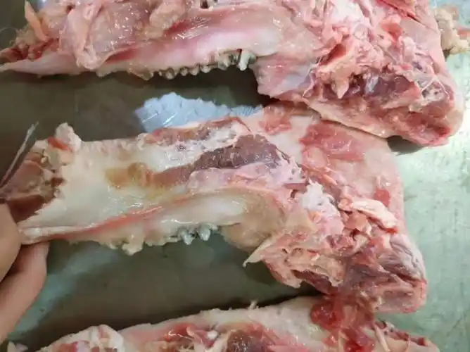 猪头下颚骨