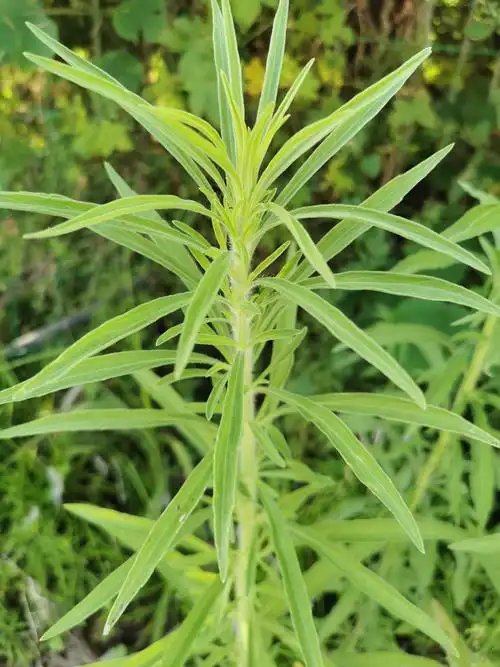 小蓬草图片(小蓬草图片采集时间)