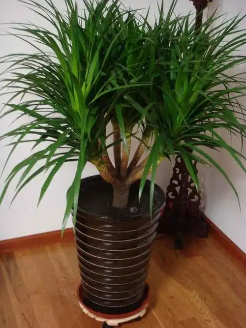 龙血树的养殖方法和注意事项都在这里,一点也不少