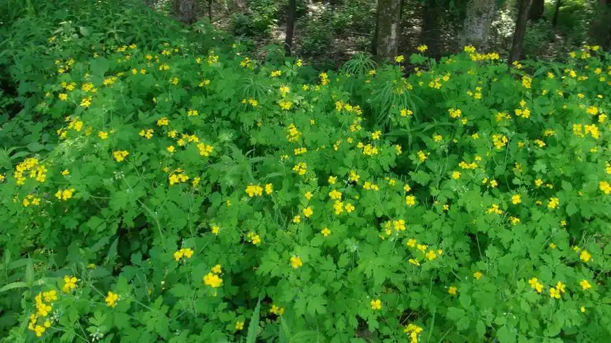 日月峡中草药白屈菜