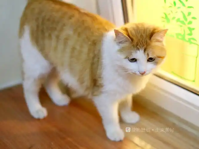 幸运土猫壁纸图片