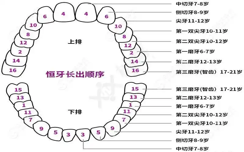 儿童换牙顺序图20颗(乳牙)1,乳中切牙:上颌7个半月,下颌6个月;2,乳侧