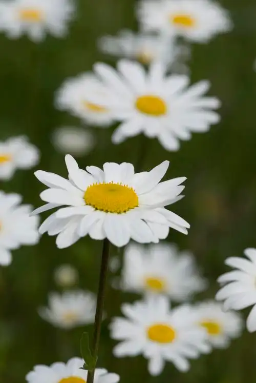 植物花朵清新盛开的白色雏菊