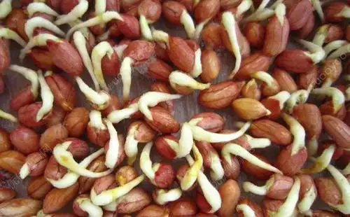 发芽的花生你敢吃吗?