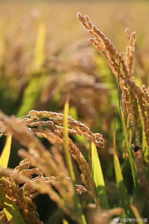 丰收节,金色稻田.