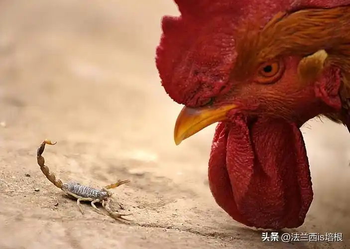 广州海关截获52只毒蝎,2招看穿蝎子:哪只最毒,哪只最难吃?