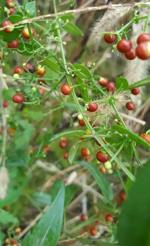 茜草根苦寒泻火,味酸,具有平肝泻火,柔肝解郁的功效,可以用于治疗肝火