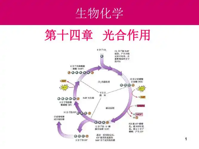 生物化学:14-光合作用