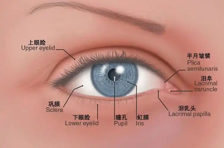 我们退化的瞬膜如今演变成了眼内角(内眦)一小道不起眼的月牙状褶皱