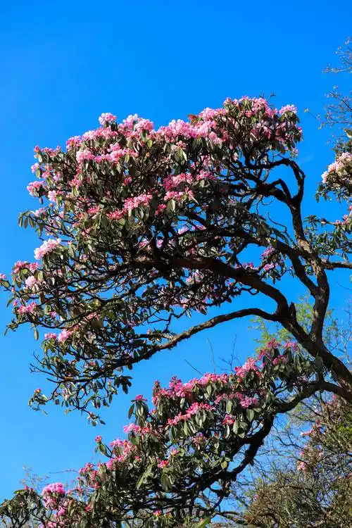 贵州梵净山:杜鹃花姹紫嫣红如画卷