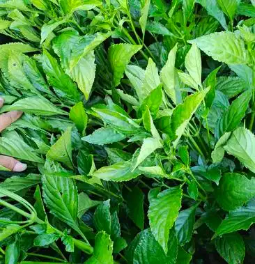 [板蓝根叶批发]板蓝根叶鲜货价格1.20元/斤 - 一亩田
