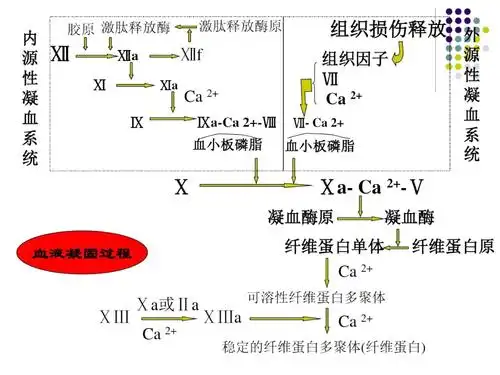 病理生理学6凝血汇总