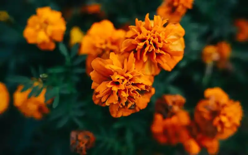 唯美小清新植物花卉高清图片桌面壁纸