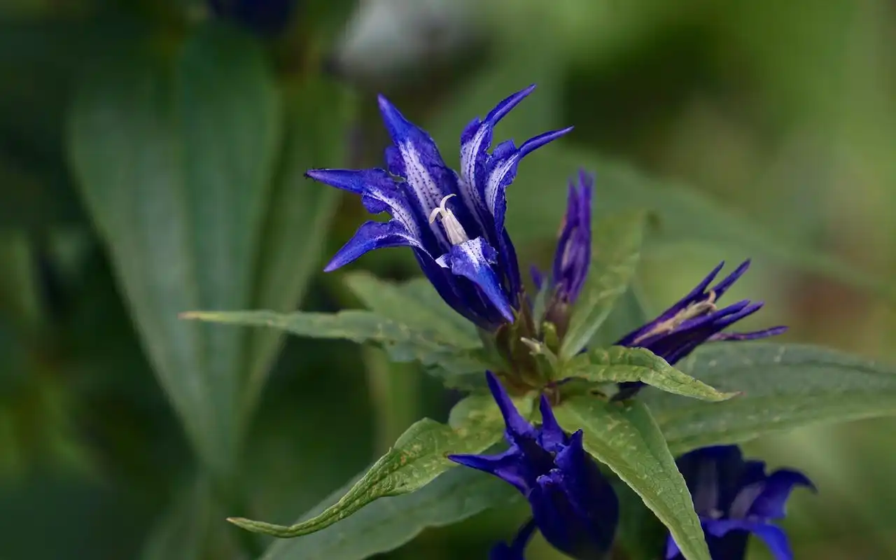紫色龙胆花唯美图片桌面壁纸