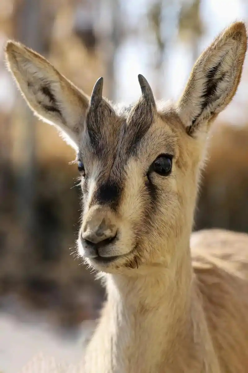 原始胡杨林里的生灵,塔里木野生马鹿,黄羊#新疆沙雅 #胡杨林 - 抖音