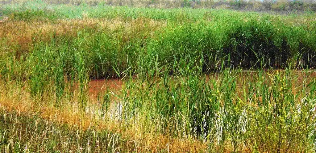 最具生态价值的沼泽类