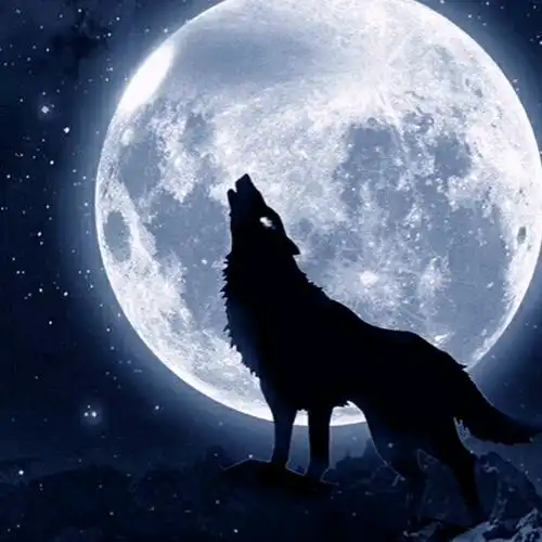 月光下的狼