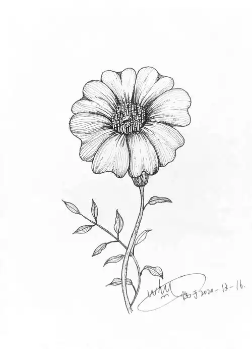 线描花卉|插画|商业插画|暴躁鱼 - 临摹作品 - 站酷 (zcool)