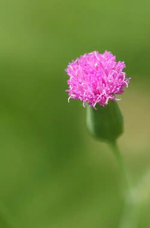 荒草地的一朵小花,在微距镜头里是那么的娇艳.