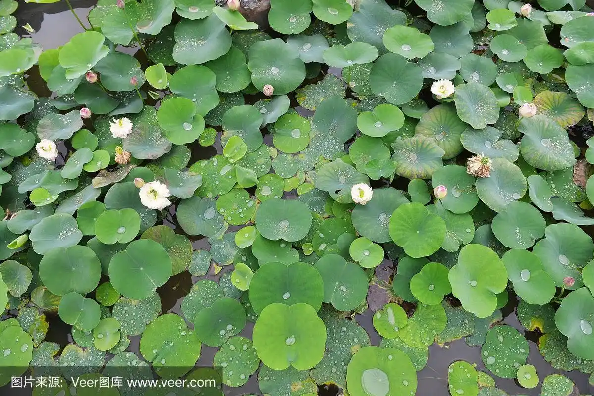 荷花,叶子,植物园,睡莲,植物茎
