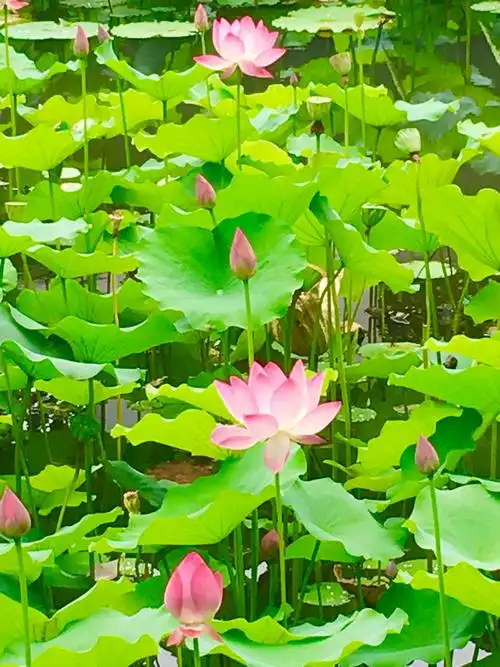 唯美荷花—夏日里最美的意境