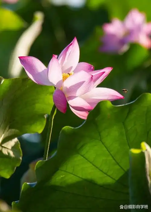 荷花摄影技巧,学起来吧,再遇到荷花你也能轻松拍好看