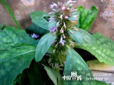 白骨草的功效与图片