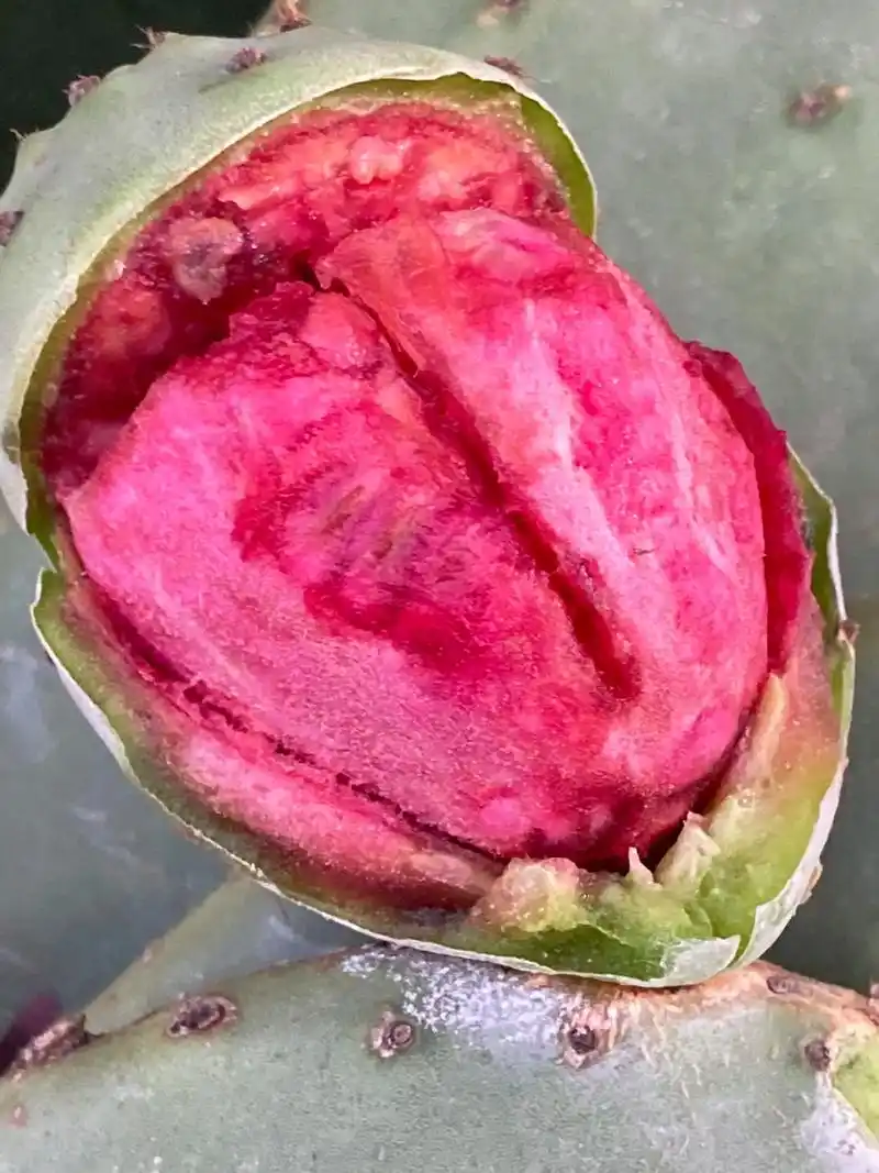 仙人掌果 #口感特别好 #无公害水果 #优 - 抖音