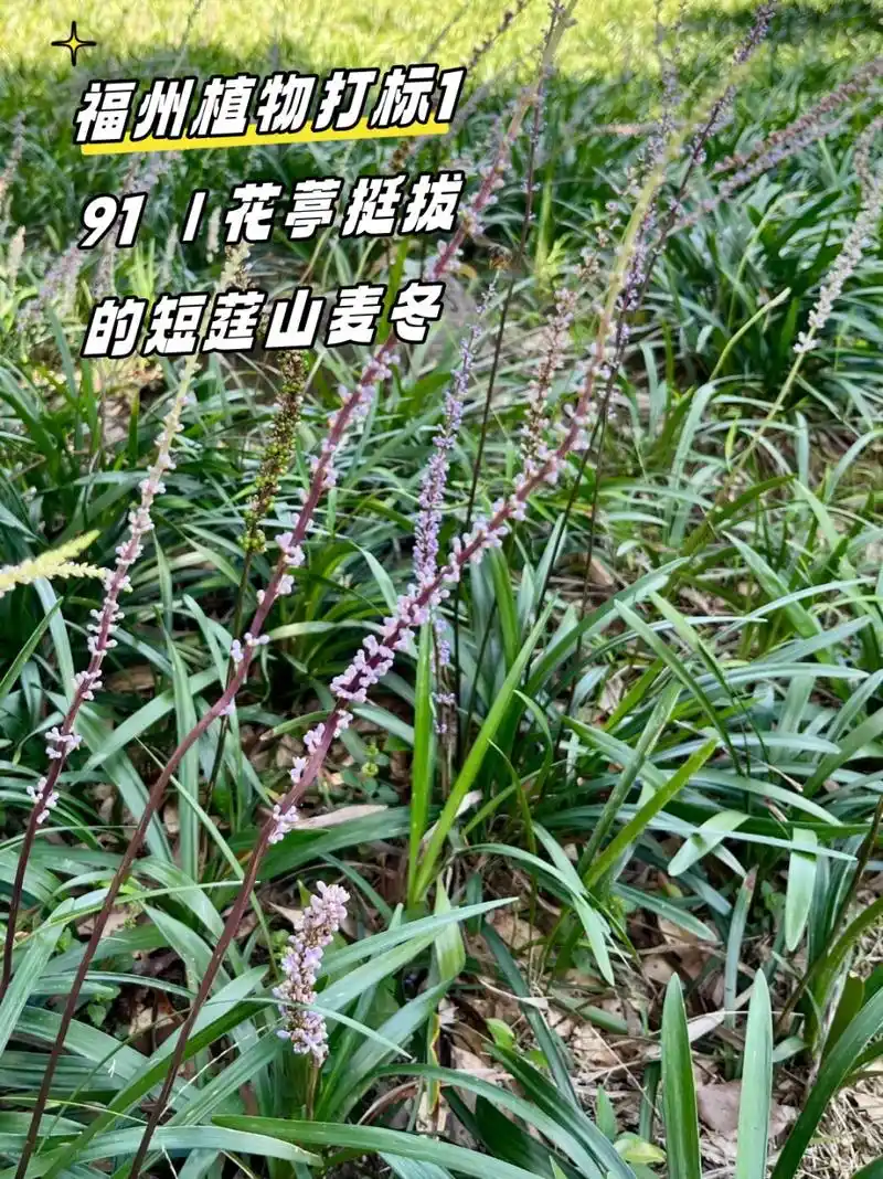 bailey,是天门冬科山麦冬属的一种植物.