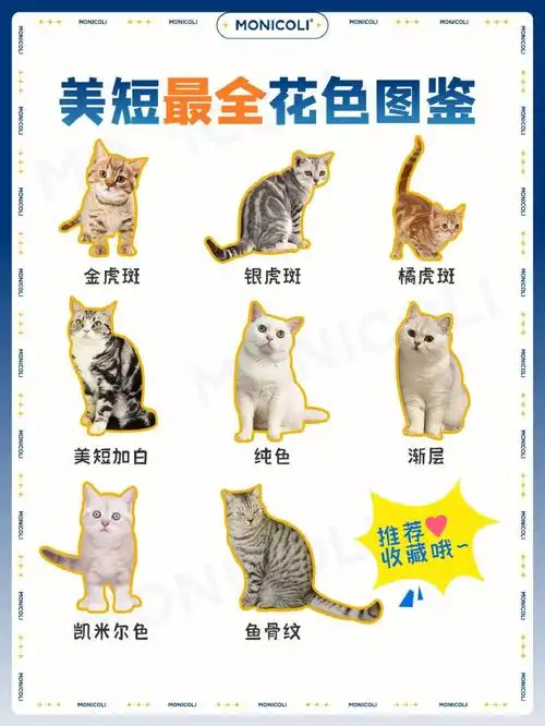 一分钟了解美短花色82新手养猫必看
