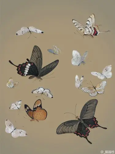 自学工笔画第13幅宋画晴春蝶戏图03