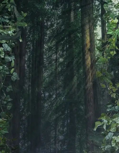 com 树林 森林 森系 麋鹿