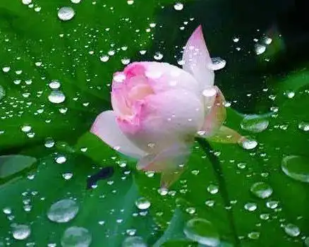 朗诵我若佛前一朵青莲