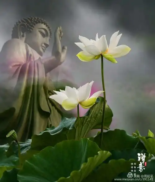 心如莲花一路芬芳