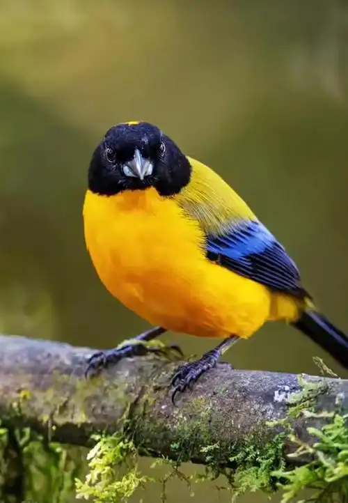 百鸟图来了,100种可爱的鸟类小精灵,喜欢鸟儿的朋友欢迎来看