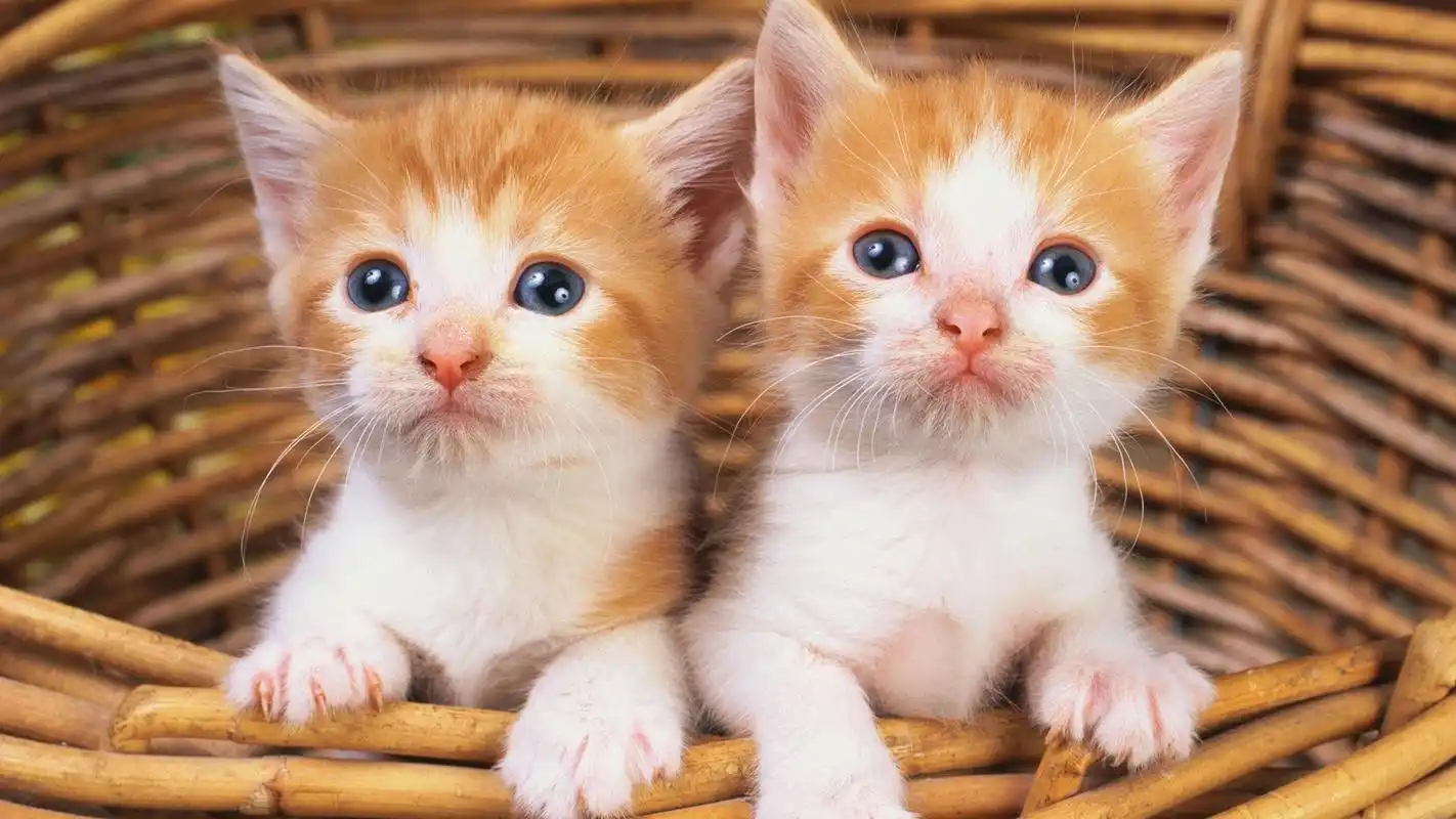 可爱的萌宠小猫喵星人图片桌面壁纸高清