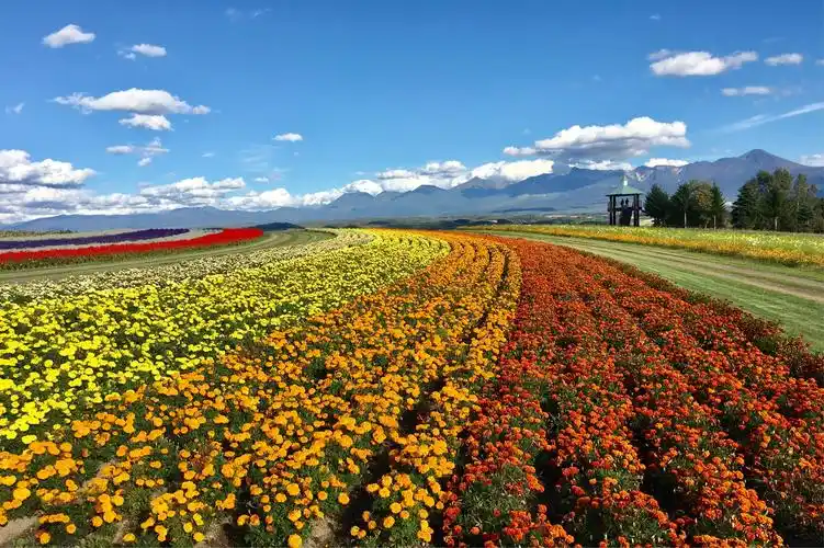 北海道花海迷人景色 - 美篇