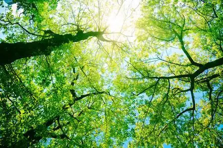 阳光下的森林或公园树木照片