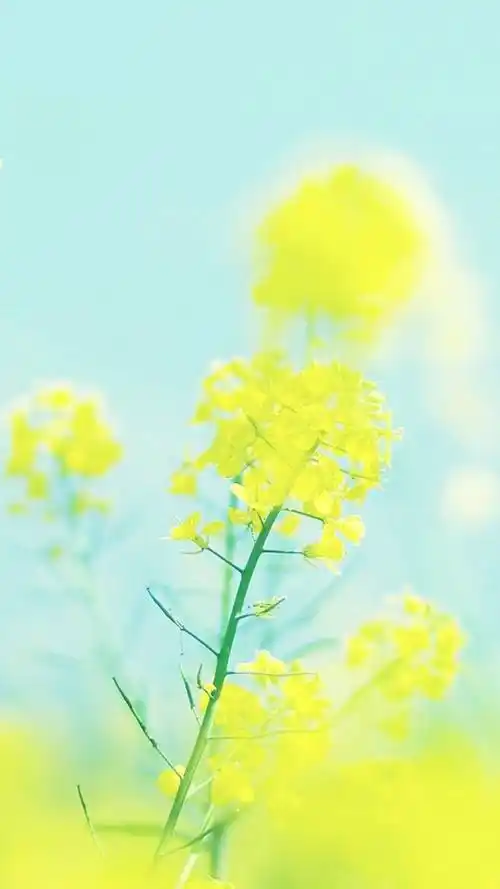 清新唯美油菜花,高清图片,手机锁屏桌面-壁纸族