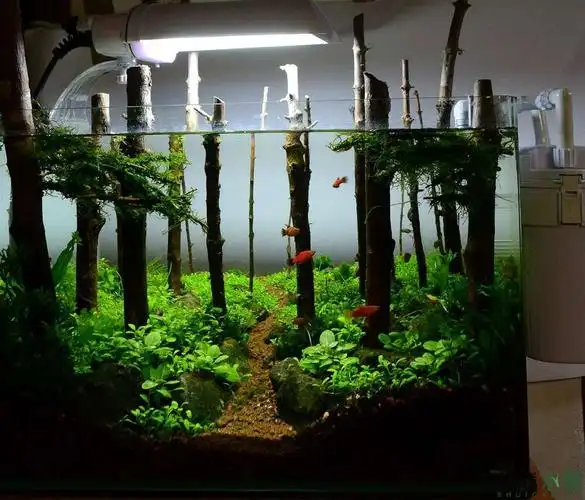 在森林里游泳的鱼水草缸这画面太美了_水景堂